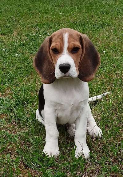Hundetreffen-Beagle zum spielen gesucht-Bild
