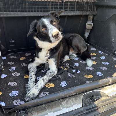 Hundetreffen-Begegnungstraining an der Leine-Bild