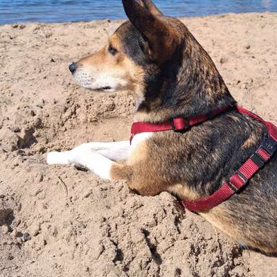 Hundetreffen-Hunde - Freunde-Bild
