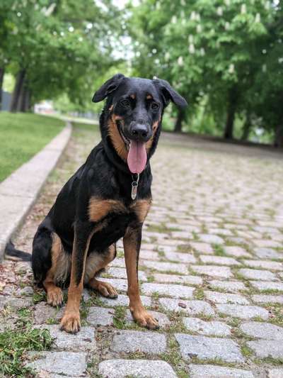 Schäferhund-Beitrag-Bild