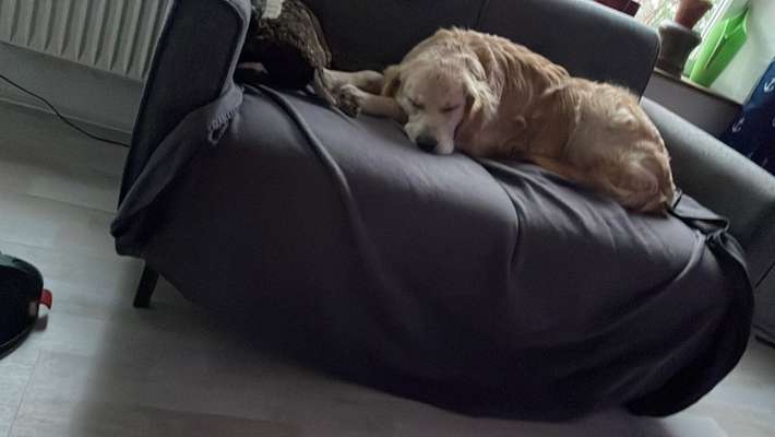 Wo sind die Golden Retriever Liebhaber?-Beitrag-Bild
