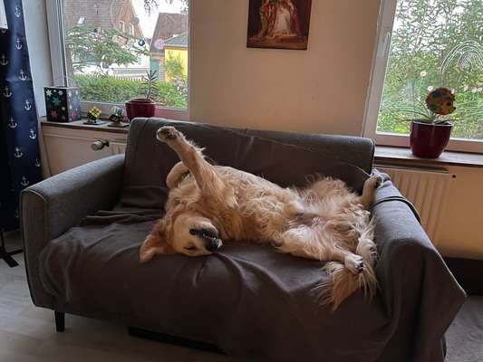 Wo sind die Golden Retriever Liebhaber?-Beitrag-Bild