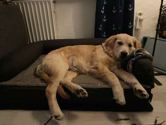 Wo sind die Golden Retriever Liebhaber?-Beitrag-Bild