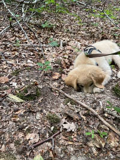 Wo sind die Golden Retriever Liebhaber?-Beitrag-Bild