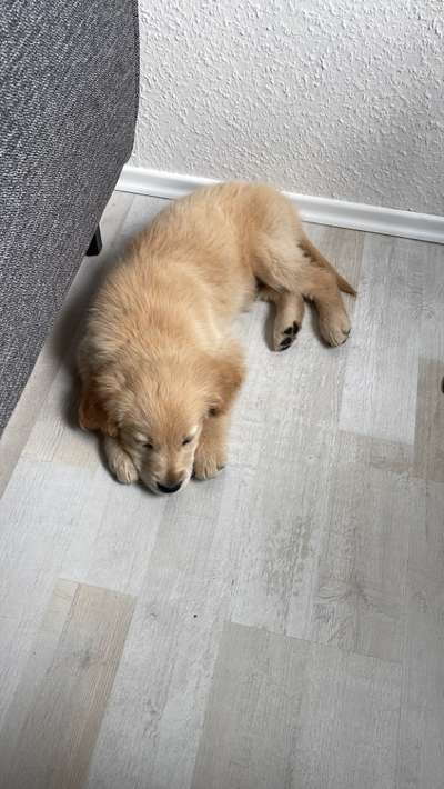 Wo sind die Golden Retriever Liebhaber?-Beitrag-Bild