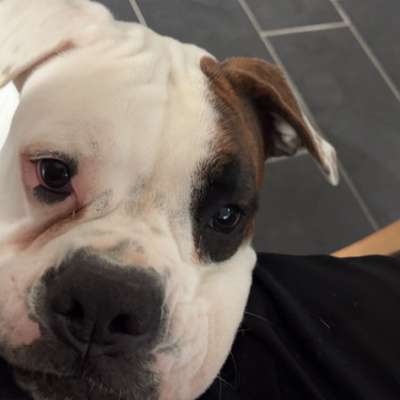 Hundetreffen-Gassi- und Trainingstreffen-Bild