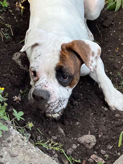 Boxer ???-Beitrag-Bild