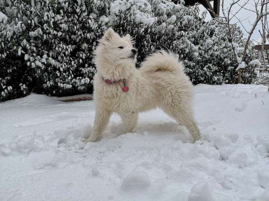Nordische Hunde-Beitrag-Bild