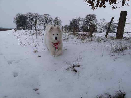 Schlittenhunde-Beitrag-Bild