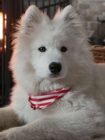 Samojede-Beitrag-Bild