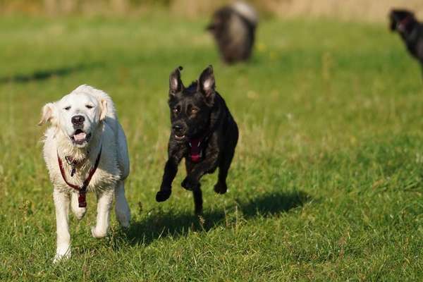 Hundetreffen-Flitzen und toben-Bild