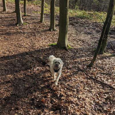 Hundetreffen-Spiel- und Gassirunde-Bild