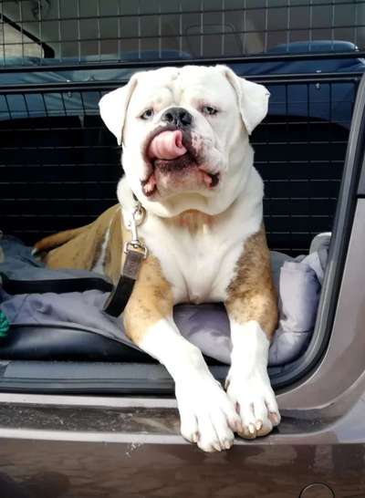 Tongue Out Tuesday-Beitrag-Bild