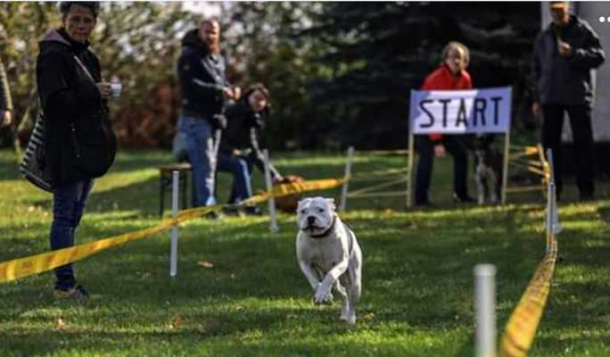 Hunderennen für jeder Mann/ Hund-Beitrag-Bild