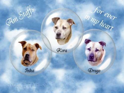 Unsere Fellnasen im Regenbogenland-Beitrag-Bild