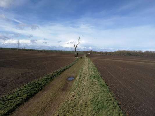 Die wunderschöne Welt mit Hund.-Beitrag-Bild