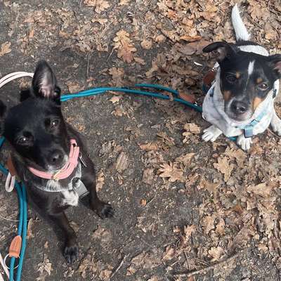 Hundetreffen-Sozial Kontakt/ Spieletreff kleine Hunde-Bild