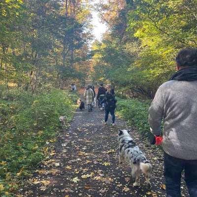 Hundetreffen-Social Walk, Spieltreffen und Hundeplatz mit neuen Geräten !-Bild