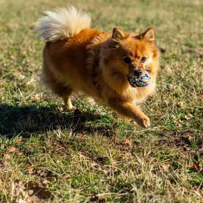 Giftköder-Persönliche Beratung zum Hundekauf-Bild