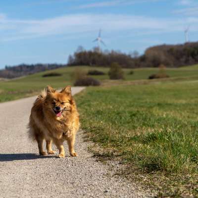 Giftköder-Special Walks-Bild