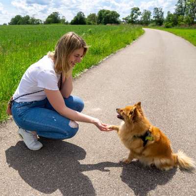 Giftköder-Einzeltraining / Hausbesuche-Bild