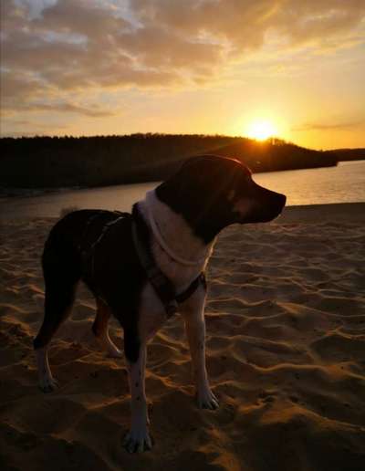 Dogorama-Monats-Challenge-Mai "Wasser"-Beitrag-Bild