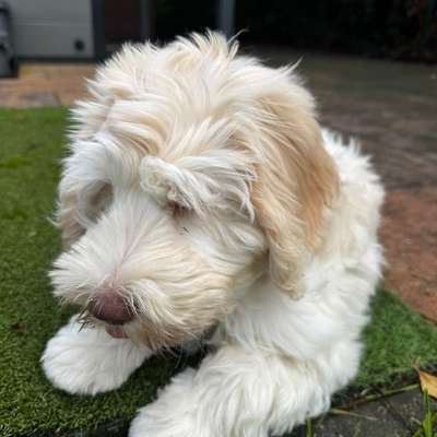 Hundetreffen-Welpentreffen am Klövensteen-Bild