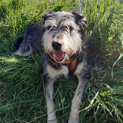 Dein Hund im Dogorama-Kalender 2021-Beitrag-Bild