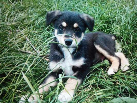 Dein Hund im Dogorama-Kalender 2021-Beitrag-Bild