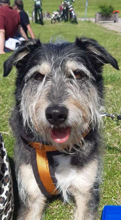 Dein Hund im Dogorama-Kalender 2021-Beitrag-Bild