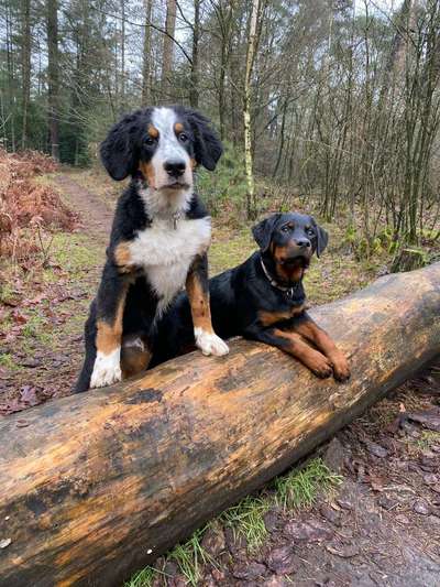 Bester Freund, Hundekumpel - zeigt her!-Beitrag-Bild