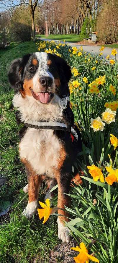 Challenge 23 : "  Euer Hund beim Frühlingserwachen "-Beitrag-Bild