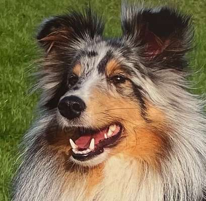 Dogorama Photo Challenge - Portrait-Beitrag-Bild