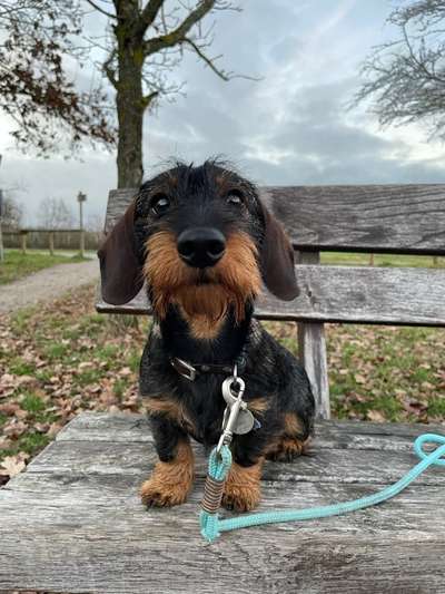 Dogorama Photo Challenge - Hundeblick zum hinschmelzen-Beitrag-Bild