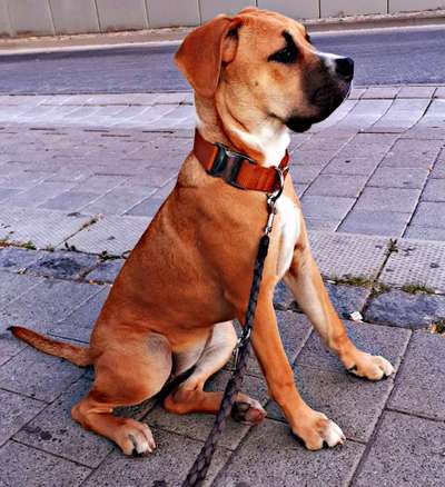 Hundetreffen-Gassirunde mit der Rasselbande-Bild
