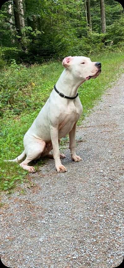Dogo Argentino Freunde-Beitrag-Bild