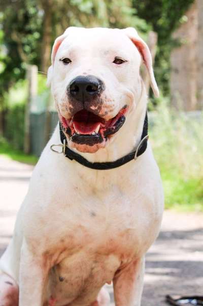 Listenhund/Kampfhund-Beitrag-Bild