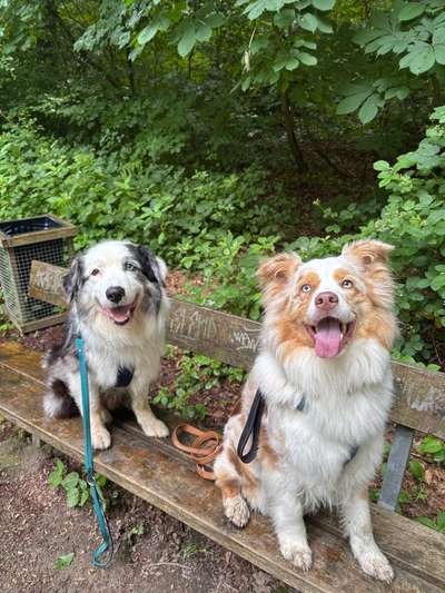 Hundetreffen-Gemeinsames Spazieren gehen-Bild
