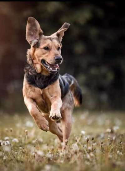 Auslandstierschutz-Beitrag-Bild