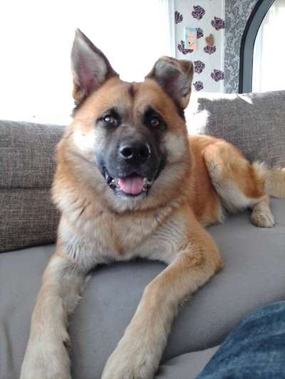 Mischlingshunde Foto Aufruf-Beitrag-Bild