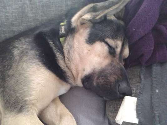 Kangal Fans ! ! ! !-Beitrag-Bild