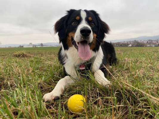 Dogorama Photo Challenge - Rund-Beitrag-Bild