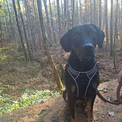 Hundetreffen-Treffen zum spielen und spazieren-Bild