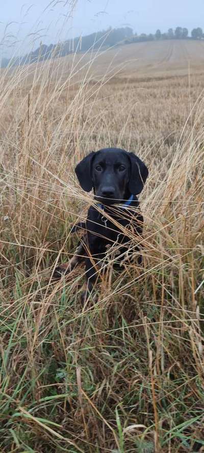 Mischlinge raten - Rätselspaß-Beitrag-Bild