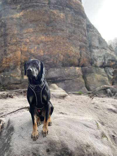 Mischlinge raten - Rätselspaß-Beitrag-Bild