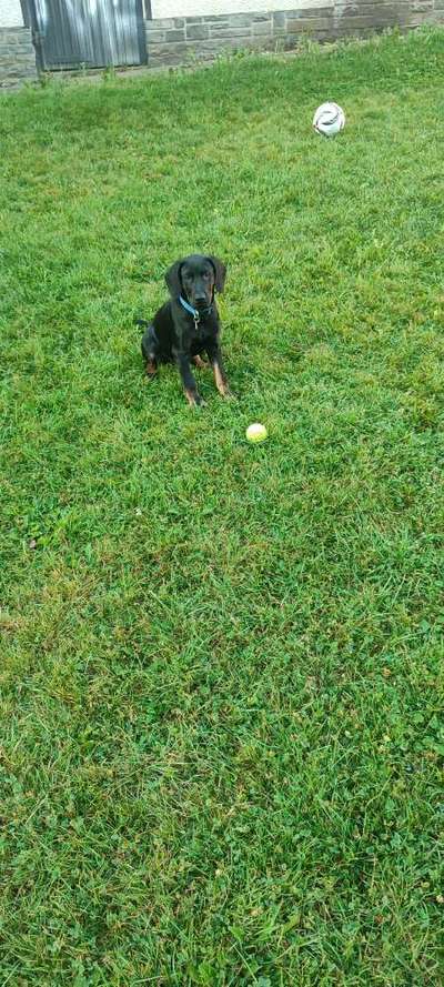 Mischlinge raten - Rätselspaß-Beitrag-Bild