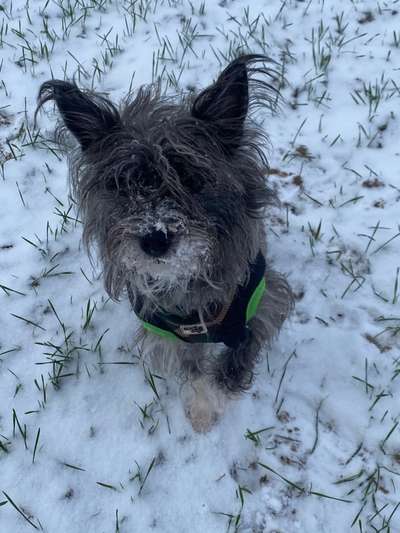 Yorkshire Terrier-Beitrag-Bild