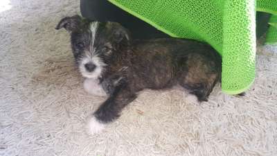 Welpen Bilder !-Beitrag-Bild