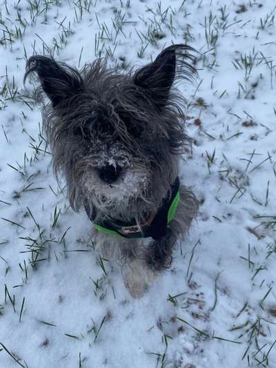 Welpen Bilder !-Beitrag-Bild