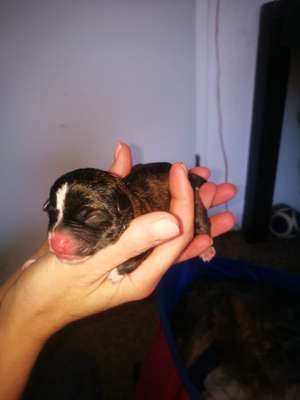 Welpen Bilder !-Beitrag-Bild